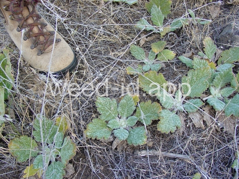 sage, Mediterranean